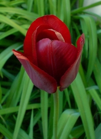 Red tulip Valentine